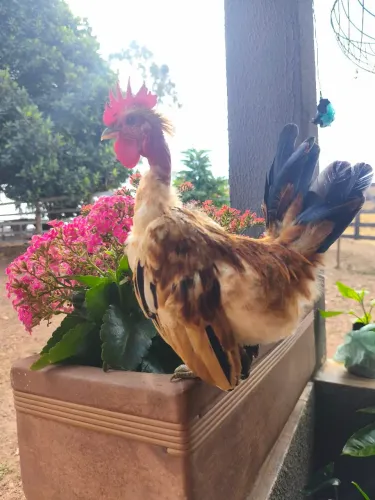 Mini Galo Modelado