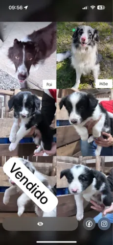 Border collie puro