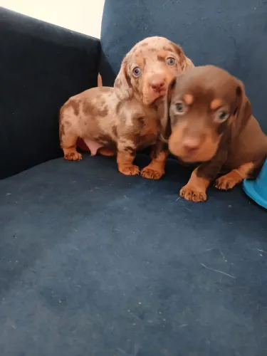 Basset dachshund