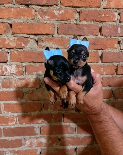 Pinscher Zero Macho Disponível