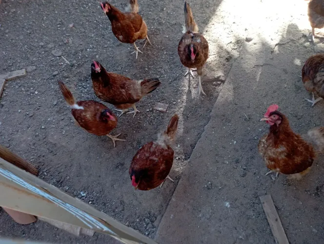 Galinhas poedeiras ovos marrons BKB