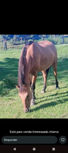 Vende se cavalo 