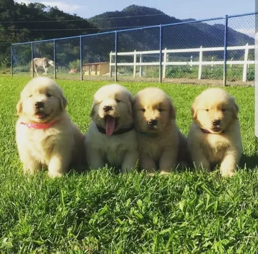 Golden retriever excelente raça para criançasn apartamento, cão guia e cão terapeutico