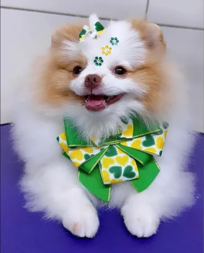 Doação Spitz Alemão