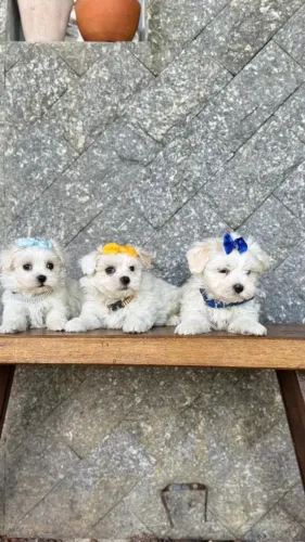 Maltês perfeitos e perfeitas