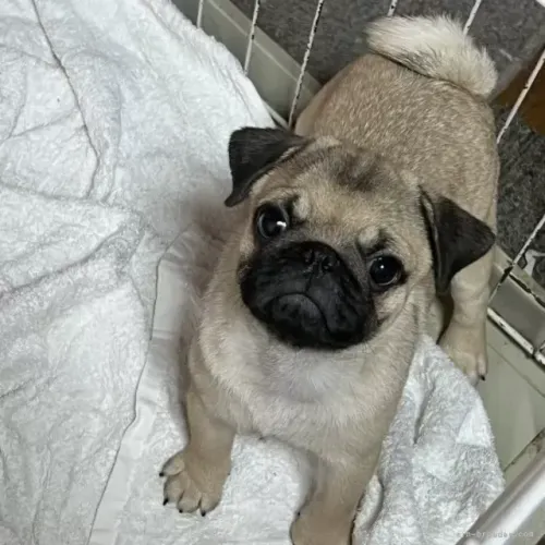 Filhote de cachorro pug companheiro leal e dócil para lar