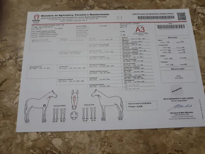Cavalos a venda