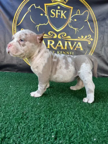 American Bully micro fêmea 