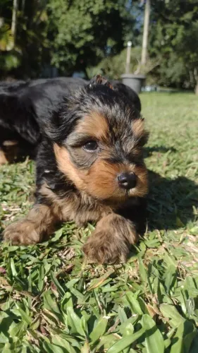 Filhote disponível Yorkshire mini