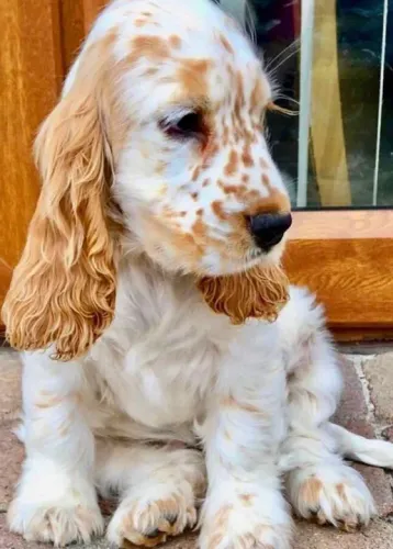 Cocker spaniel fêmeas e machinhos