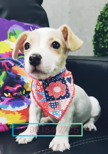 Jack Russel macho e fêmea na cor bicolor 