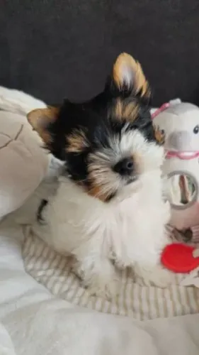 1. Pequeno, fofo e carismático! Filhote de Biewer Yorkshire Terrier Tricolor disponível!