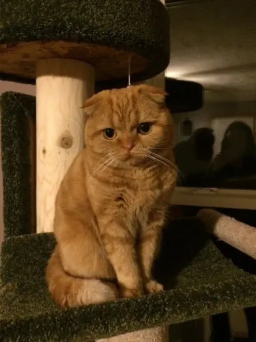 Scottish Fold Filhote Fofo na Cor Red