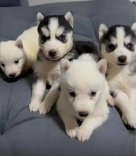 Husky Siberiano - Beleza e Energia do Ártico!