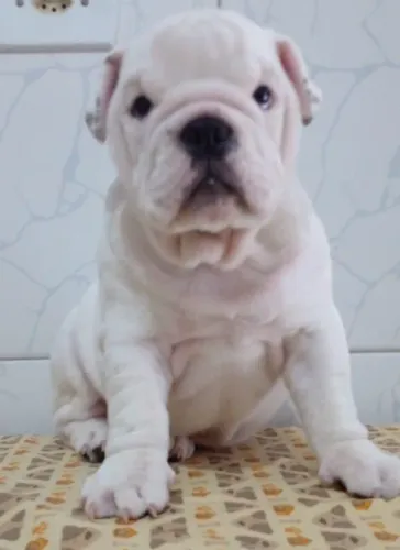 Bulldog inglês pirata/tigrado/fulvo/branco