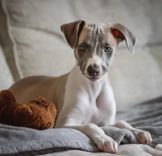 Whippet ?  Elegante, dócil e muito carinhoso!