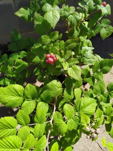 framboesa negra