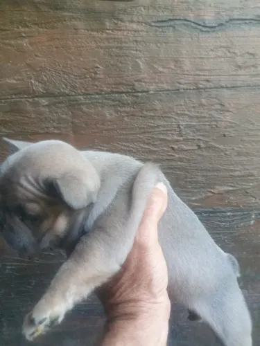 buldogue frances lindos filhotes