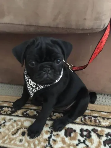 Pug filhote disponível enfeite de abada 
