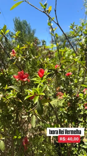 Muda de Ixora Rei Vermelha 