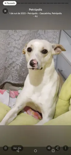 Doação de cachorra fêmea castrada  