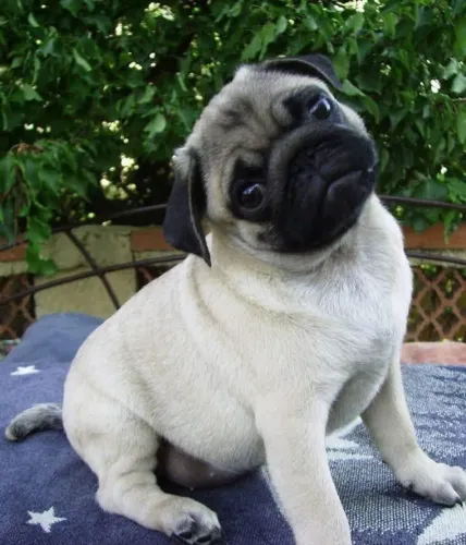 Filhotes de Pug | Um mimo em forma de pet!