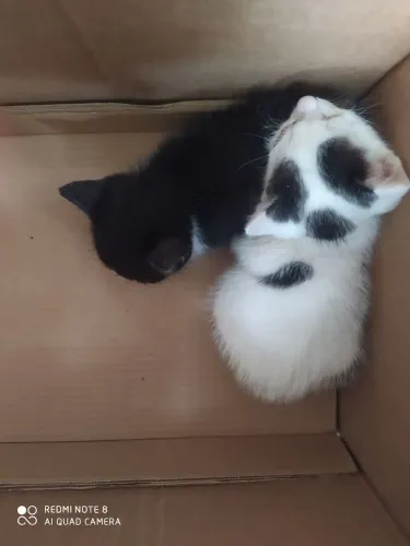 Filhote de gato