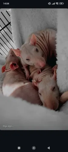 Filhote de rato hairless