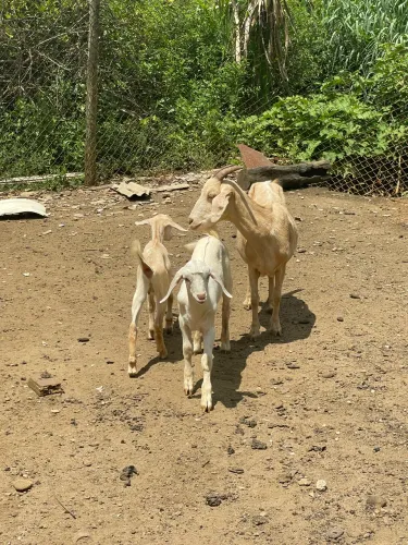 Cabras/cabritos/bodes