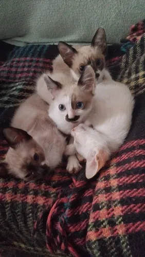 Gatos para doação 