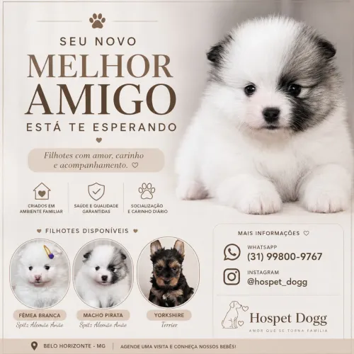 Spitz alemão Anão