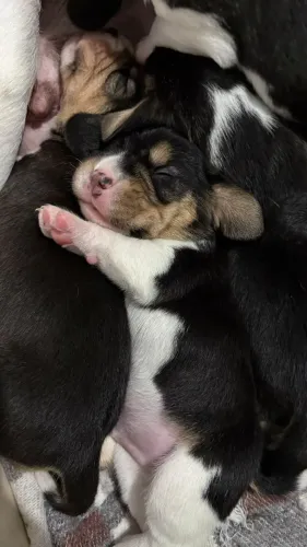Filhotes de Beagle