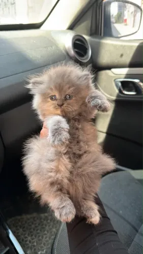 Gato Persa fêmea