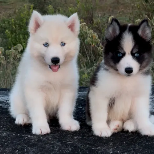 Husky siberiano filhotes