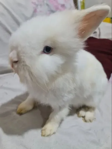 Coelho lion head (olho azul) Reservas 