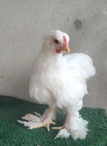 Brahma White - frangos e frangas