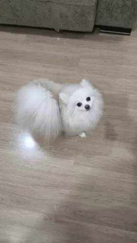 Doação Lulu da pomerania