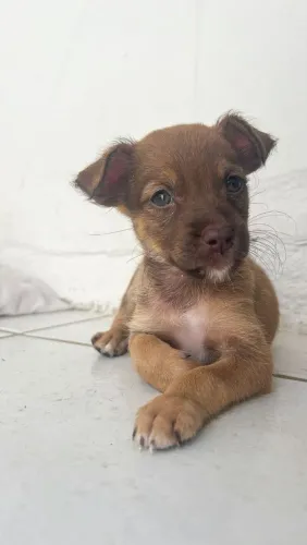 Doação cachorra de pequeno porte