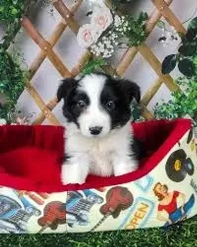 border collie Olhar atento e coração fiel.