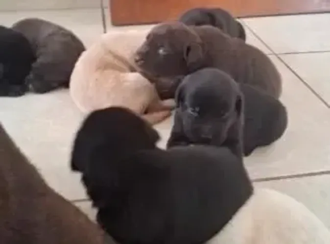 labrador x rotweiller garnata o seu Respondo pelo 9.9751.6491