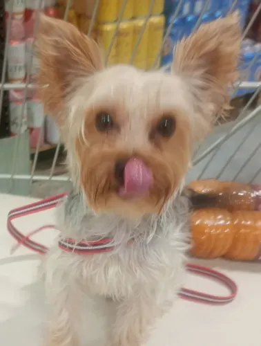 Barato macho pequeno