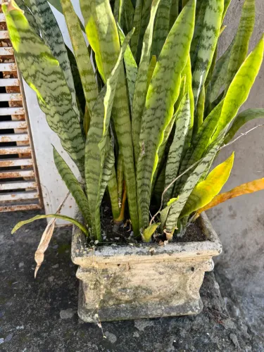 Vasos de plantas saudáveis