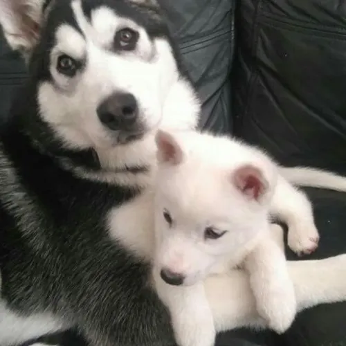 Husky siberiano Robustez e elegância em perfeita harmonia