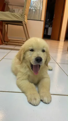 Golden Retriever 