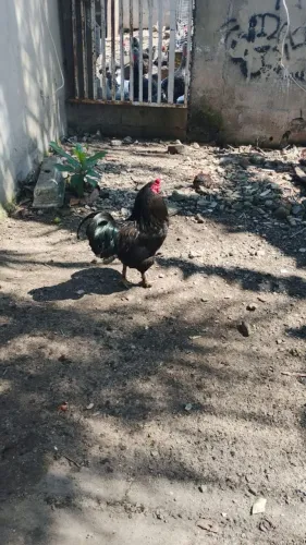 Galo