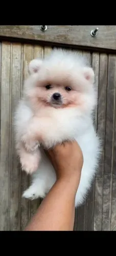 Lulu da pomerania