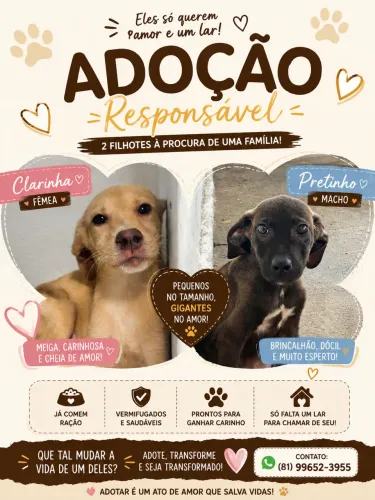 Filhotes para doação