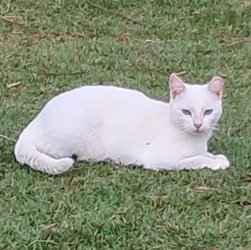 Doa-se gatinha dócil 