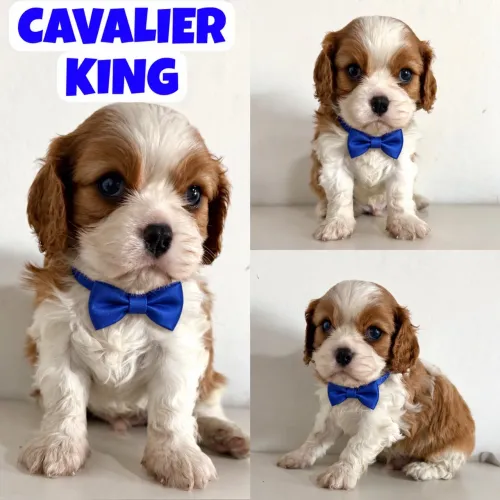 Lindo Machinho de Cavalier King Charles Spaniel