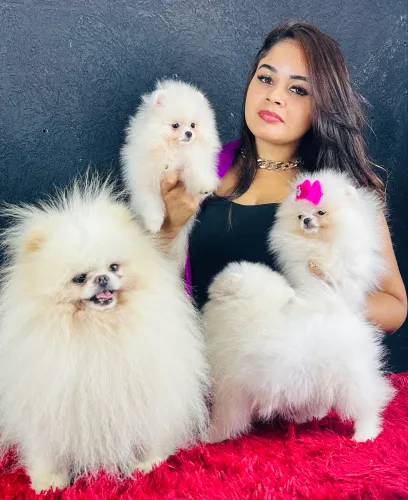 Spitz alemão anão, Lulu da pomerania ursinho